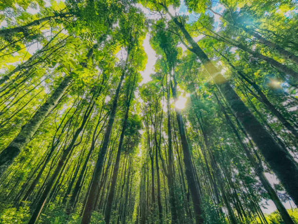 istock Mahogany Forest in Hawaii 1563559492