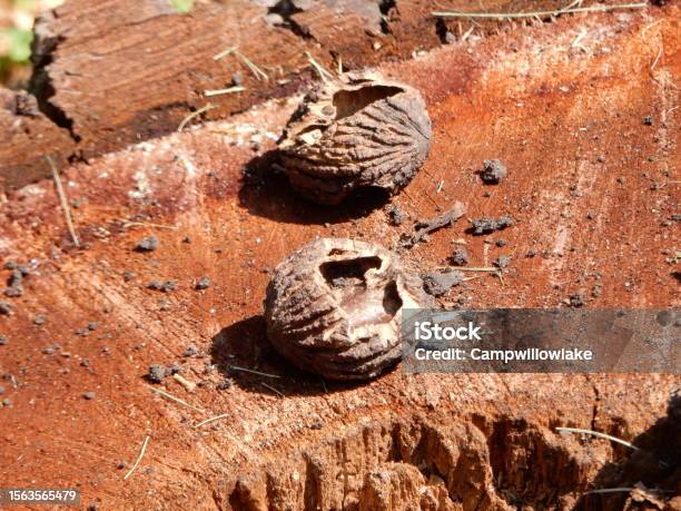 Tree Tan Shell Black Walnut Shells Sitting On A Tree Stump Stock Photo - Download ...
