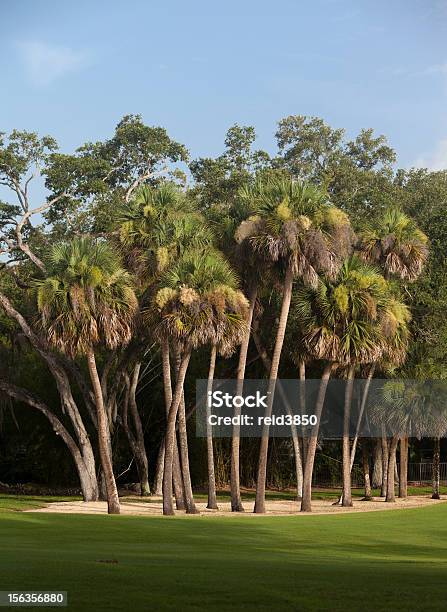 Foto de Palmetto Árvores Na Flórida e mais fotos de stock de Ajardinado - Ajardinado, Beleza natural - Natureza, Campo de Golfe