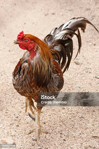 Black Breasted Red Cubalaya Rooster Stock Photo - Download Image Now - Animal, Bird, Black Color