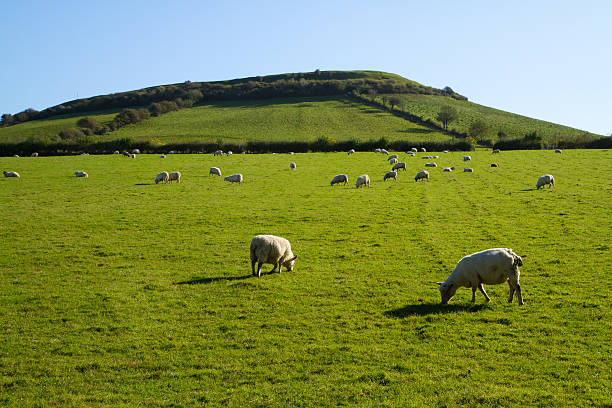 istock Sheep grazing on Brent Knoll Somerset England 156357399