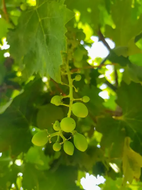 Photo of Close up of a grape hanging on its branch