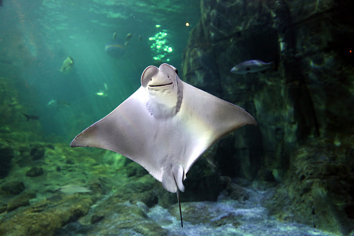 Manta ray floating underwater ocean.