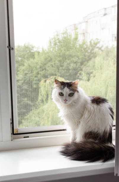 istock Domestic cat at home 1563577816