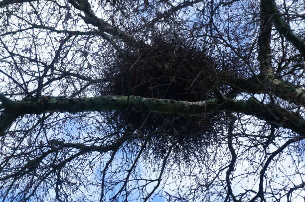 istock Witches Broom growing on a Silver birch tree 1563581926