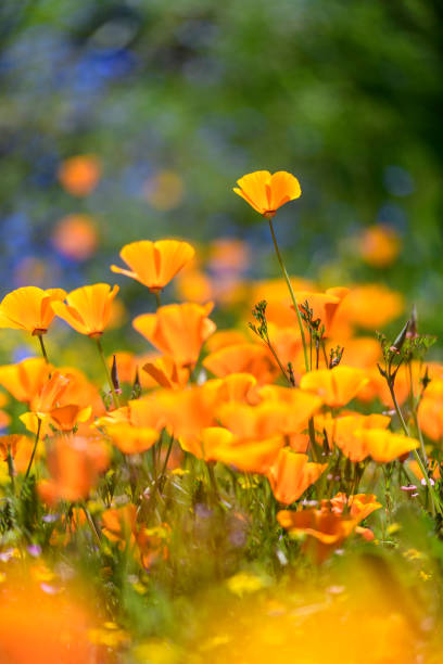 istock California Poppies WildFlowers 1563601717