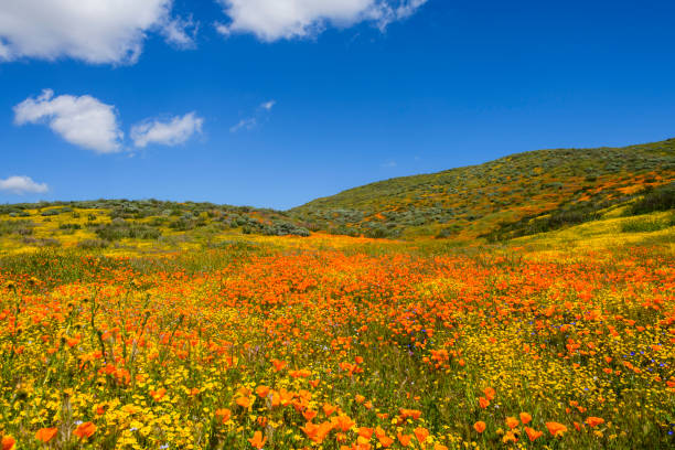 vacation get away; getting away from it all; travel adventure; desert wonderland; California springtime super bloom