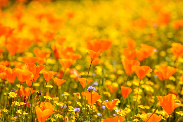 California Poppies grow wild in California.