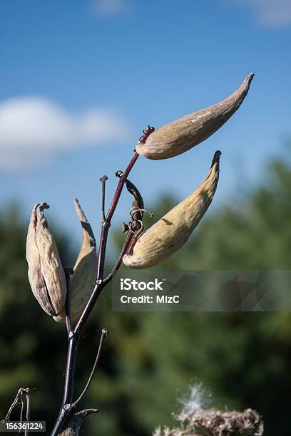 Semilla Dispositivos Contra El Cielo Azul Foto de stock y más banco de imágenes de Aire libre - Aire libre, Azul, Cabeza de flor