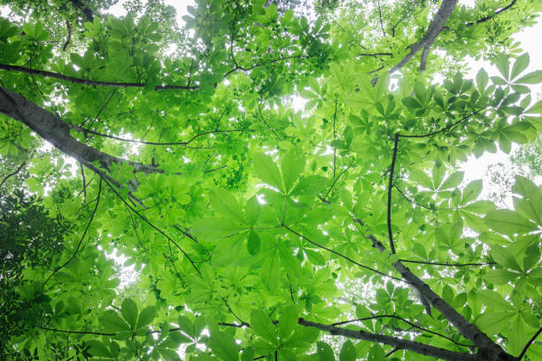 horse chestnut leaves looking up