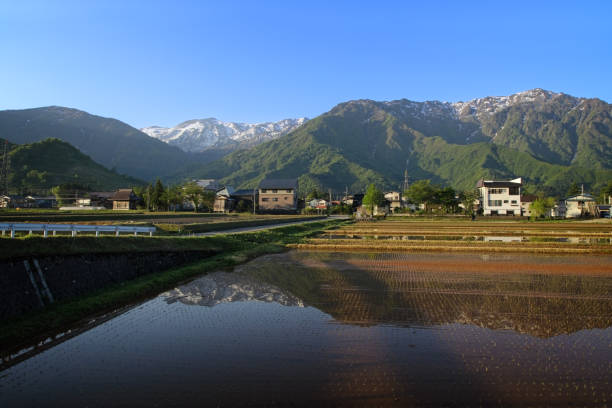 istock A mountain with remaining snow reflected in the rice field 1563613903