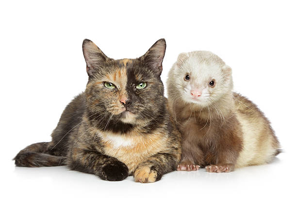 istock Cat and Ferret on white background 156361878