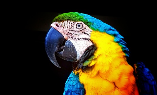 This is a color photograph of a Red Macaw parrot in Playa del Carmen, Mexico in an outdoor bird sanctuary.