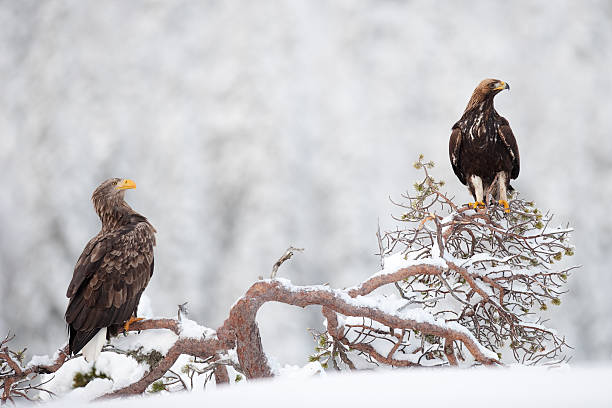 Deux aigles dans la nature sauvage - Photo