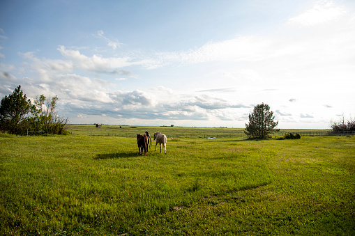 Two horses move through the steppe landscape of Mongolia and graze on the green pastures of the country