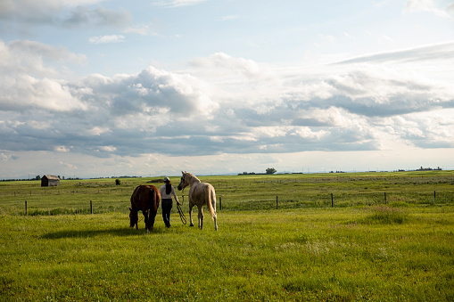 Two horses grazing with a horse barn in the background.