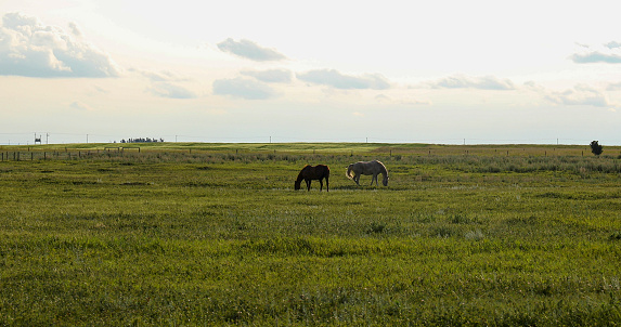 They graze in farm field at dawn