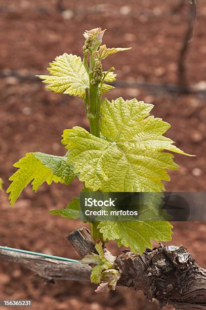 Foto de Bud Break e mais fotos de stock de Agricultura - Agricultura, Alentejo, Amarelo