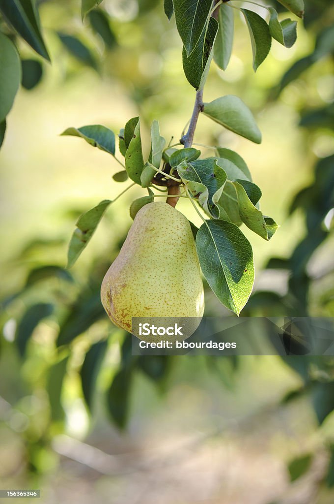 Poire accroché à une succursale - Photo de Agriculture libre de droits