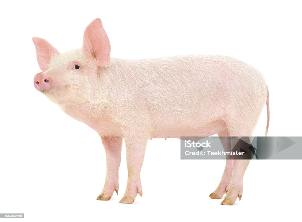 Pig on white Pig who is represented on a white background Pig Stock Photo