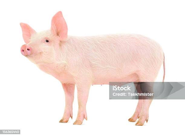 Pig On White Stock Photo - Download Image Now - Pig, White Background, Cut Out