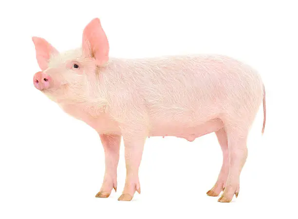 Photo of Pig on white
