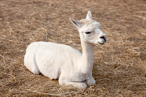 A white alpaca, recently shorn, sits on the ground in the hay on a farm.