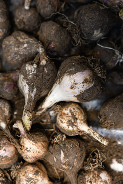 istock Raw garlic from the ground vertical photo 1563659885