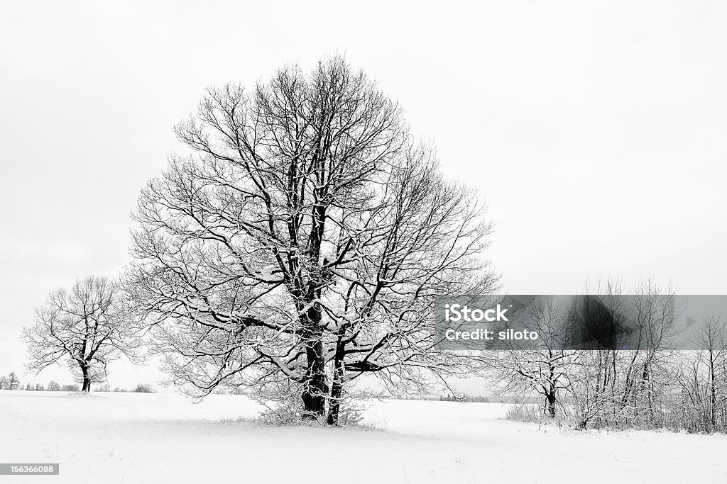 Bäume im winter - Lizenzfrei Ast - Pflanzenbestandteil Stock-Foto