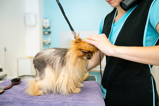 Pomeranian Dog With Black Skin Disease in Pet Grooming Salon.