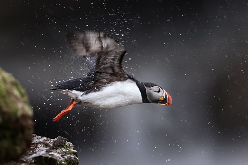 A majestic puffin bird in flight with water splashing off its wings