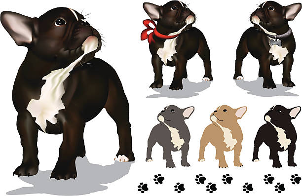 ilustraciones, imágenes clip art, dibujos animados e iconos de stock de bulldog francés cachorro - french bulldog