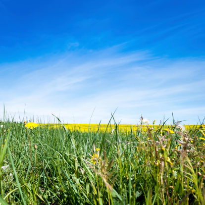 A close up view of a beautiful green and yellow field in Tuscany, Italy. Focus on the background.