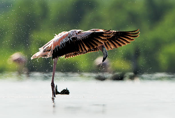 istock Caribean Flamingo bathing 156367863