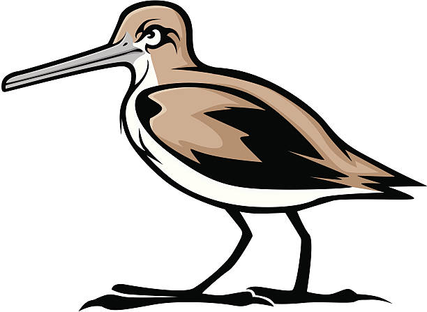Common Sniper Bird Illustration A vector cartoon illustration of a common sniper bird in mascot, logo, tattoo, or icon drawing style sandpiper stock illustrations