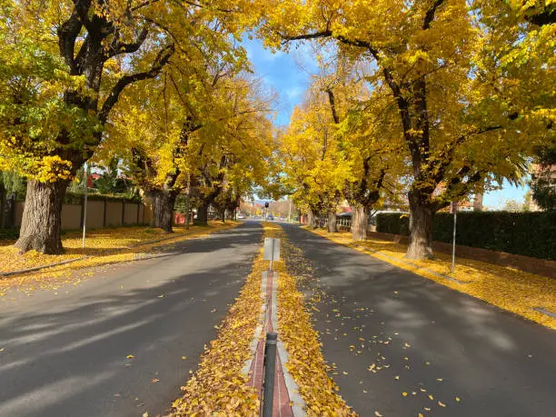 Photo of Beautiful autumn season cityscape fallen leaves in the height of autumn to capture the vibrant yellow of the Ginkgo tree along the road.