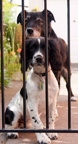 istock Come back soon!dogs waiting at gate for owners return 156369812