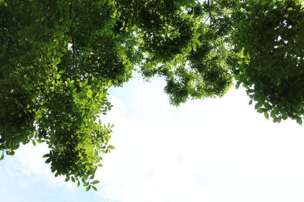 istock Background of a green blooming tree 1563699036