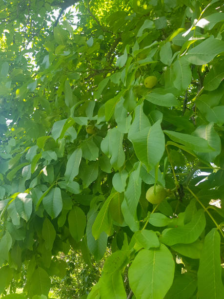 istock Lush walnut trees and their green seeds 1563709471