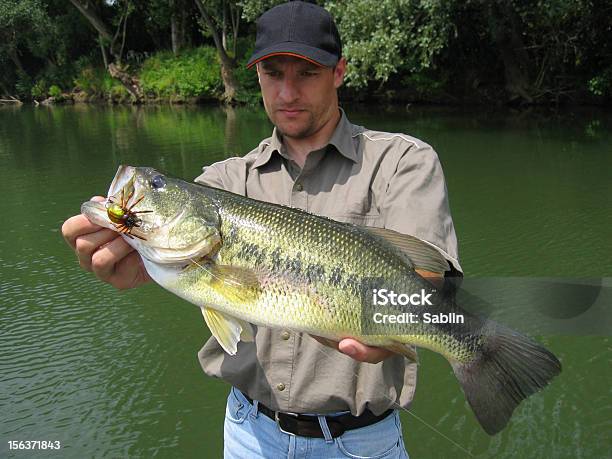 Forellenbarsch Stockfoto und mehr Bilder von Fischer - Tätigkeit - Fischer - Tätigkeit, Fischer - männlich, Fisch