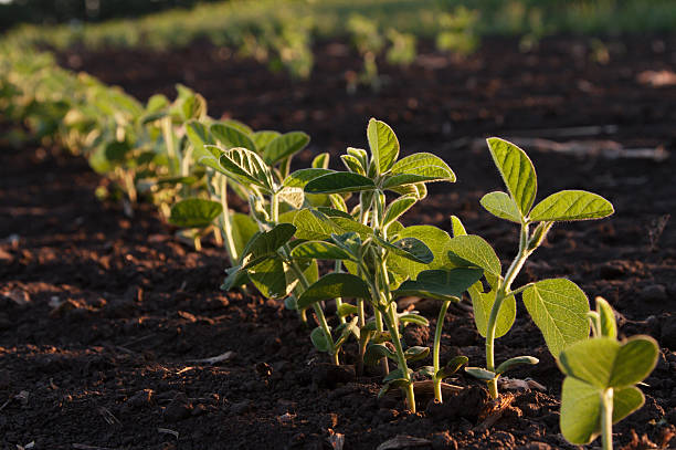 giovane verde piante di soia in luce del tramonto - healthy eating macro vegetable farm foto e immagini stock