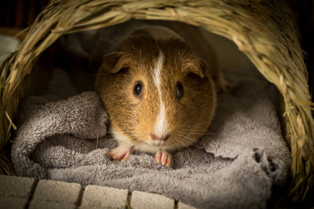 istock Front view of a guinea pig 1563724651
