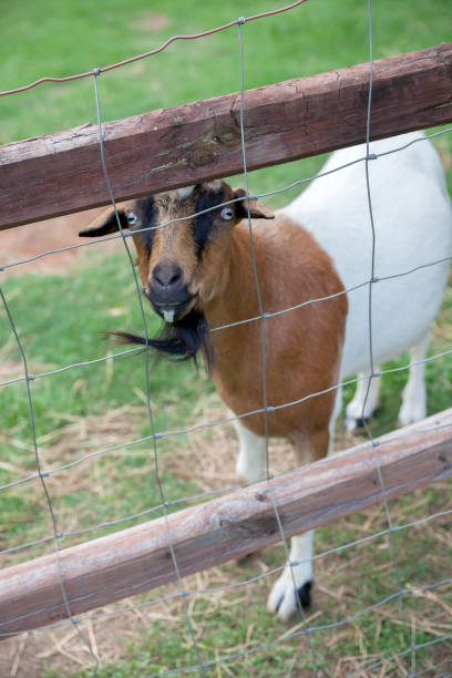 istock Goat standing behind a fence on a farm 1563731839