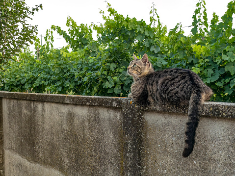 A cat lies on a wall, its fur glistening in the sunlight. Its eyes are closed and its paws are tucked under its chest.