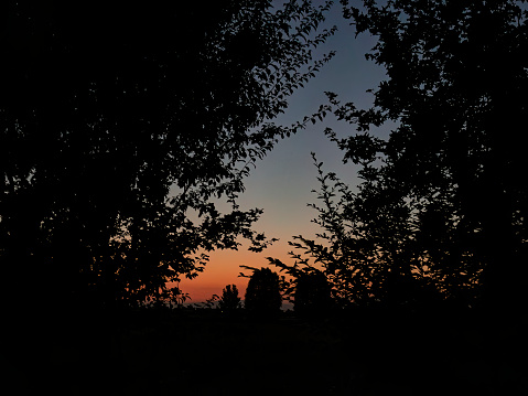 Striking silhouette of leafy trees set against the soft light of dusk.