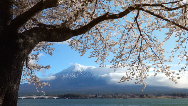 Landscape of Japan with Mountain Fuji and cherry blossom sakura at at Kawaguchiko Fujiyoshida, Japan