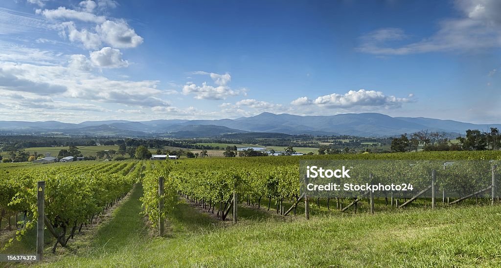 View of vine in the Yarra Valley, near Melbourne, Australia Australia Stock Photo