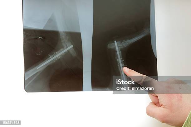 Weterynaryjnych - zdjęcia stockowe i więcej obrazów Zdjęcie rentgenowskie - Zdjęcie rentgenowskie, Złamana noga, Badanie lekarskie