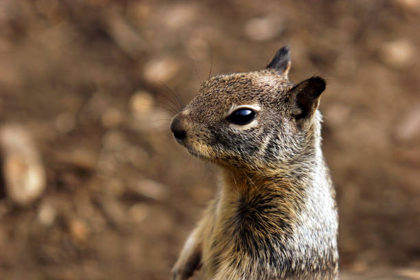 istock A cute California Ground Squirrel standing on its hind legs and looking away. 1563747740