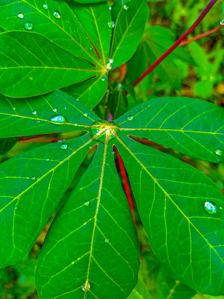 Cassava leaves can be made into delicious fresh vegetables in various Asian countries, especially Indonesia